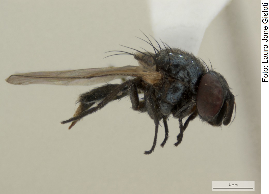 Research Net on Fruit Flies in the Brasilian Amazon